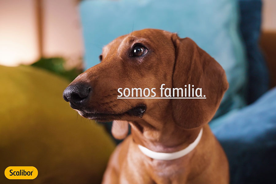 Imagen de un perro salchicha con texto "Somos Familia". Vídeos publicitarios de entrevistas sobre el cuidado de mascotas creados por Colirio Films para el cliente Coonic. Expertos en veterinaria brindan consejos prácticos para concienciar a los dueños de mascotas. Confía en Colirio Films para tus vídeos de branded content, entrevistas y product videos en España.